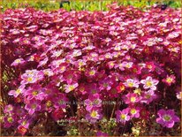 Saxifraga &#39;Marto Hot Rose&#39;