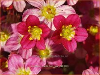 Saxifraga &#39;Marto Hot Rose&#39;