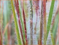 Schizachyrium scoparium &#39;Ha Ha Tonka&#39;