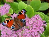 Sedum spectabile &#39;Brillant&#39;