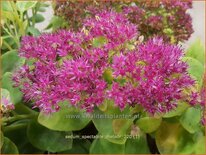 Sedum spectabile 'Meteor'