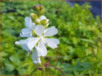 Sidalcea candida