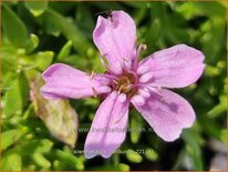 Silene acaulis 'Floribunda'