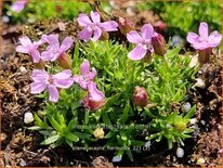 Silene acaulis 'Floribunda'