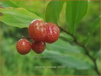 Smilacina racemosa