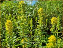 Solidago roanensis