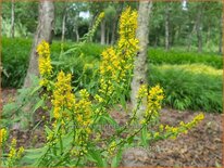 Solidago virgaurea 'Variegata'