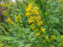 Solidago virgaurea 'Variegata'