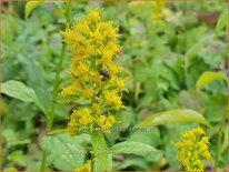 Solidago virgaurea 'Variegata'