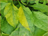 Solidago virgaurea 'Variegata'