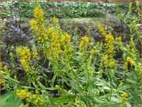 Solidago virgaurea 'Variegata'