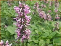 Stachys officinalis &#39;Saharan Pink&#39;