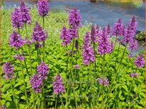 Stachys &#39;Summer Romance&#39;