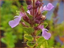 Teucrium chamaedrys