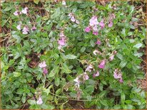 Teucrium chamaedrys &#39;Nanum&#39;