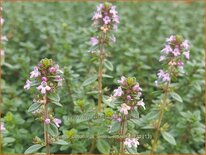 Thymus citriodorus &#39;Lemon Supreme&#39;