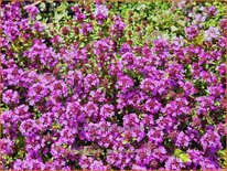 Thymus praecox &#39;Purple Beauty&#39;