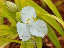 Tradescantia 'Angelic Charm'