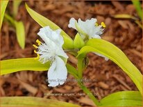 Tradescantia 'Angelic Charm'