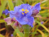 Tradescantia 'Good Luck'