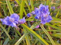 Tradescantia 'Good Luck'