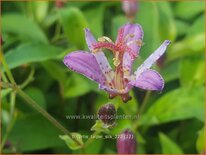 Tricyrtis &#39;Taipei Silk&#39;