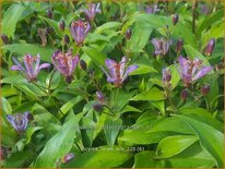 Tricyrtis &#39;Taipei Silk&#39;