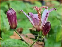 Tricyrtis &#39;Taipei Silk&#39;