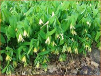 Uvularia grandiflora var. pallida