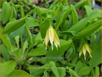 Uvularia grandiflora var. pallida