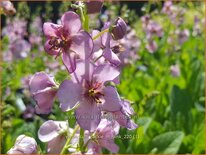 Verbascum &#39;Jackie in Pink&#39;