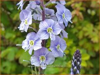 Veronica gentianoides &#39;Maihimmel&#39;