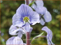 Veronica gentianoides &#39;Maihimmel&#39;