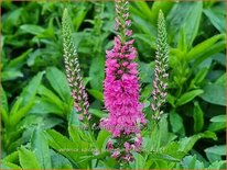 Veronica spicata &#39;Bubblegum Candles&#39;