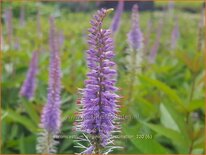 Veronicastrum virginicum &#39;Fascination&#39;