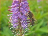 Veronicastrum virginicum &#39;Fascination&#39;