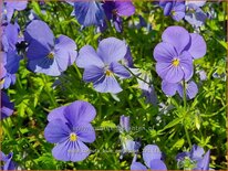 Viola cornuta &#39;Blue Perfection&#39;