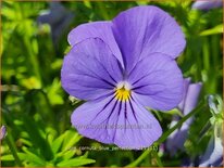 Viola cornuta &#39;Blue Perfection&#39;