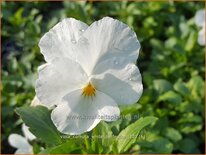 Viola cornuta &#39;White Perfection&#39;