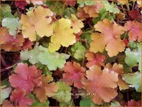 Heuchera &#39;Rex Dark Amber&#39;