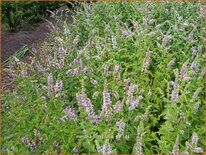 Mentha longifolia