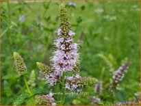 Mentha longifolia