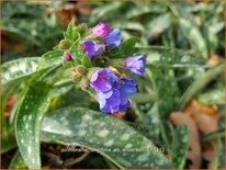 Pulmonaria longifolia &#39;Roy Davidson&#39;