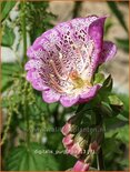 Digitalis purpurea 'Monstrosa'