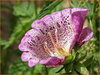 Digitalis purpurea 'Monstrosa'