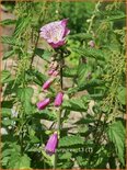 Digitalis purpurea 'Monstrosa'