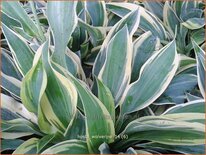 Hosta 'Wolverine'