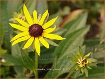 Rudbeckia fulgida &#39;Little Goldstar&#39;