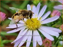 Aster &#39;Anja&#39;s Choice&#39;