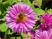 Aster novi-belgii 'Rosa Perle'